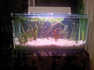 aquirium-lighting