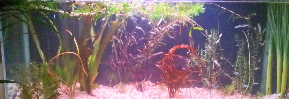 fishtank2-morgan-slideshow-960×330